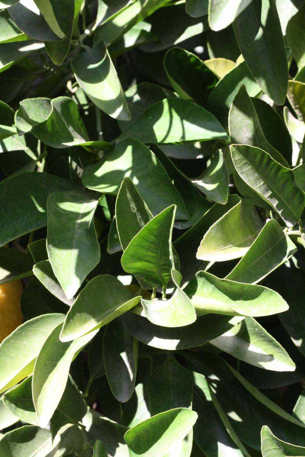              Sun leaves (Riverside, CA)       